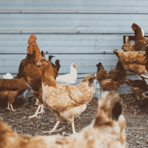 Diferença entre frango orgânico e frango sustentável