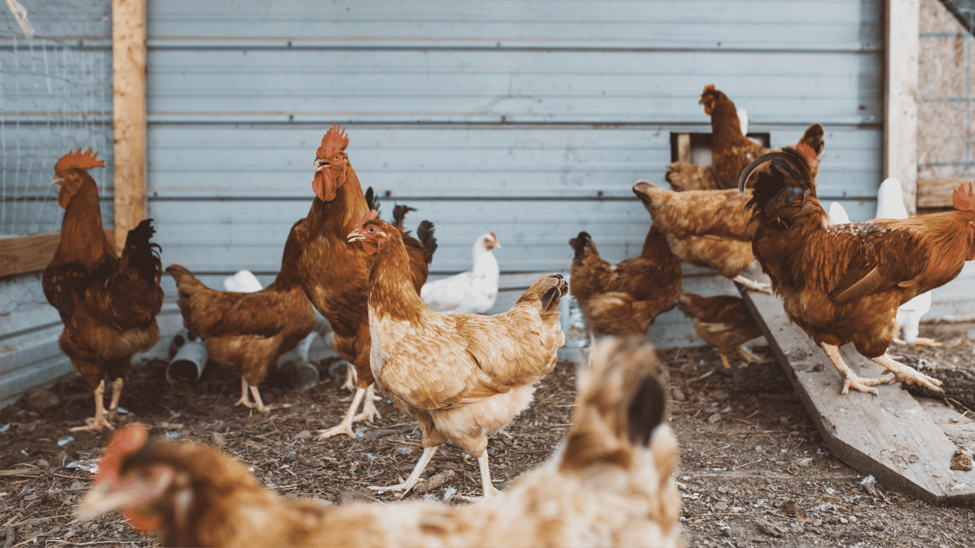 Diferença entre frango orgânico e frango sustentável