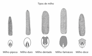 Tipos de milho