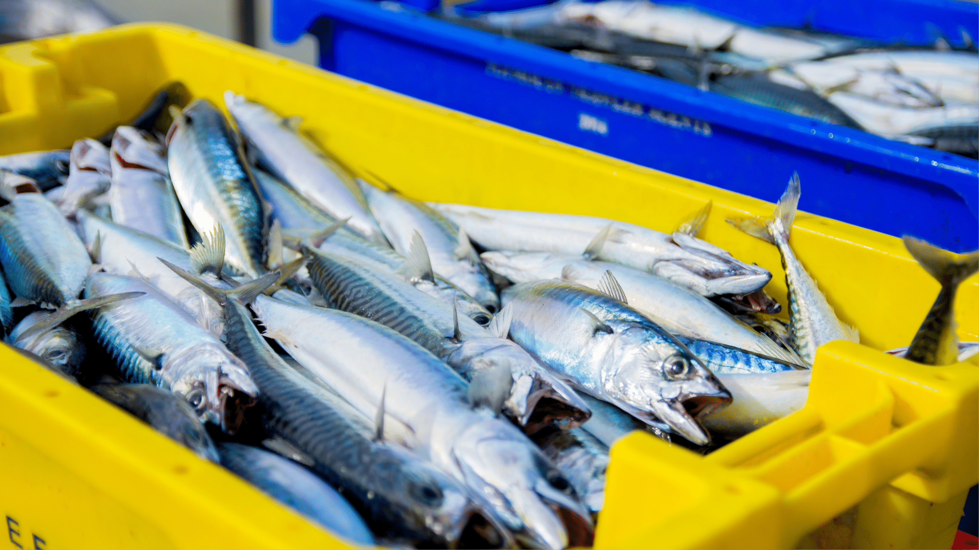 importância do consumo consciente de peixes